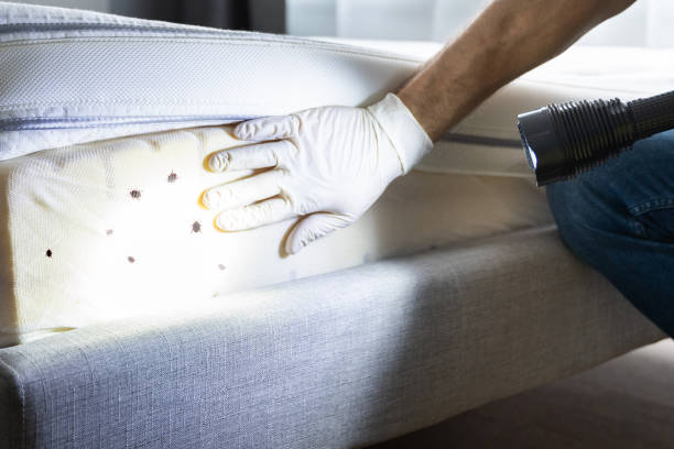Wasp Removal Services in Brookridge, FL